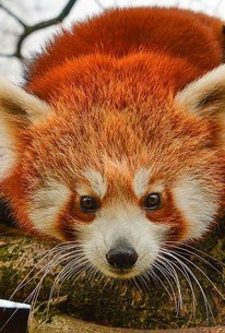 The Secret Life of the Zoo: Season 4, Episode 2 - Rotten Tomatoes