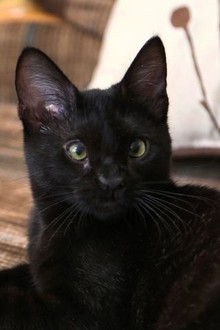 My cat from hell season 9 episode 6 hotsell