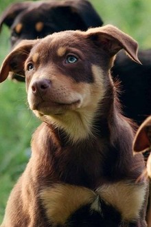 Muster Dogs Season 1 Rotten Tomatoes