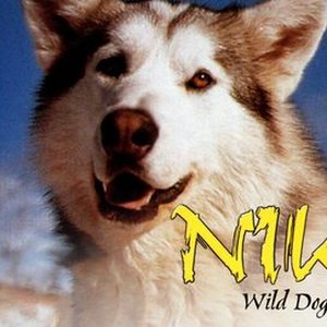 Nikki Wild Dog of the North Rotten Tomatoes