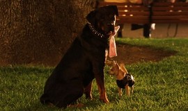 Legally Blonde 2: Red, White & Blonde: Official Clip - Gay Dogs photo 1