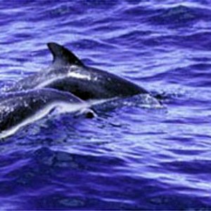 Dusky dolphins begin their hunt for anchovies in small groups. When one or more of these groups spot their prey, they signal other duskies by leaping into the air and swimming quickly. photo 7