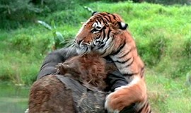 The Island of Dr. Moreau: Official Clip - Tiger vs. Tigerman photo 2