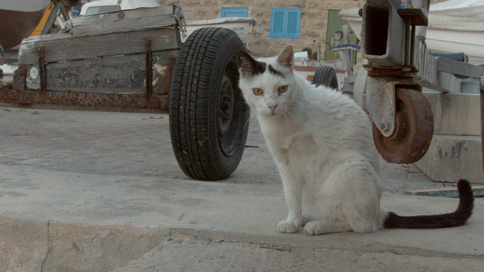 Cats of Malta Film