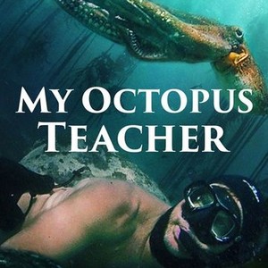 "My Octopus Teacher photo 2"