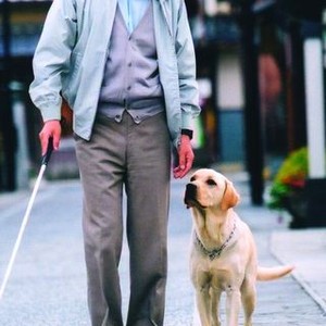 Quill the life of on sale a guide dog netflix