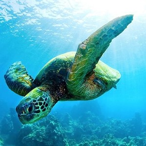 Turtle: The Incredible Journey photo 1