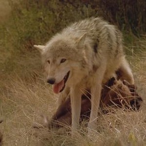 Wolves (1999) photo 7