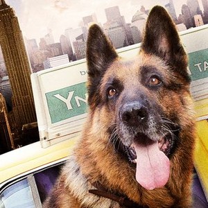 Cool Dog photo 9