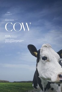 Watch trailer for Cow