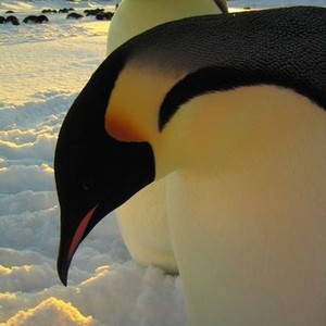 March of the Penguins photo 20