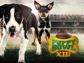 Puppy top bowl 1