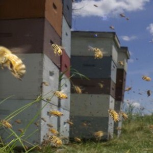 Vanishing of the Bees (2009) photo 9
