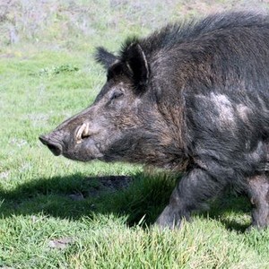 Hogs Gone Wild - Rotten Tomatoes