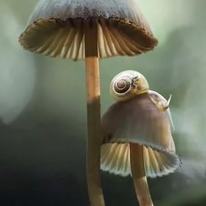 Fantastic Fungi photo 16