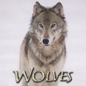 Wolves photo 15