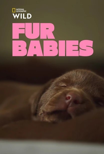 Fur Babies: Season 1 | Rotten Tomatoes