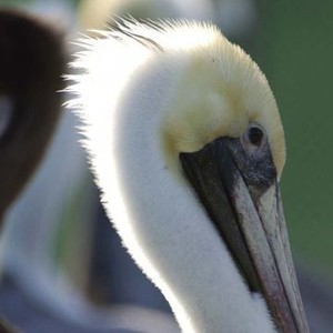 Pelican Dreams photo 16