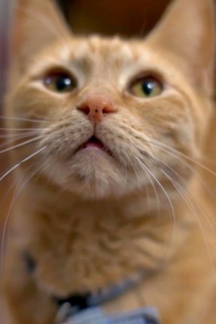 My cat from hell season 10 episode 11 hot sale