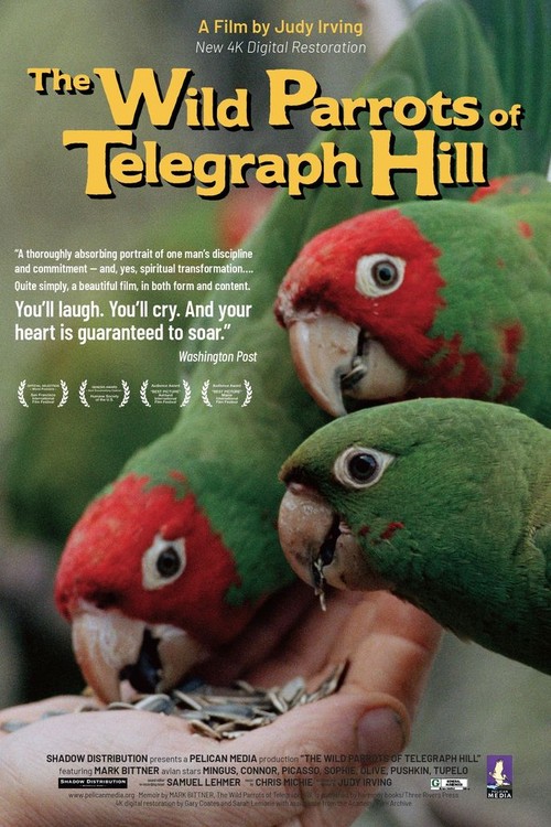 The Wild Parrots of Telegraph Hill poster