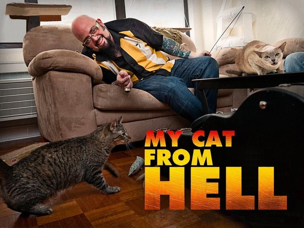 My cat from hell my cat is a bully clearance