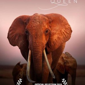 The Elephant Queen photo 16