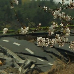The Tsunami and the Cherry Blossom - Rotten Tomatoes