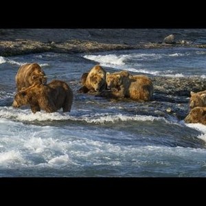 Bears photo 20