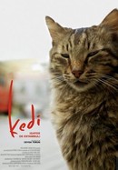 Kedi poster image