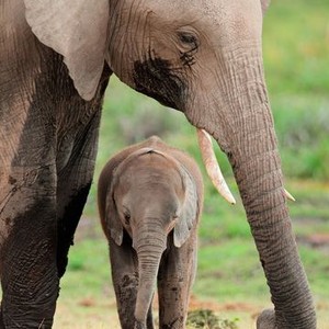 Animal Super Parents: Season 1, Episode 3 - Rotten Tomatoes