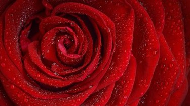 The Bachelor Season 9 Episode 1 Rotten Tomatoes