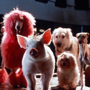 Babe: Pig in the City (1998) photo 7