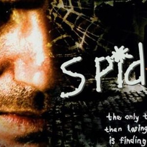 Spider photo 5