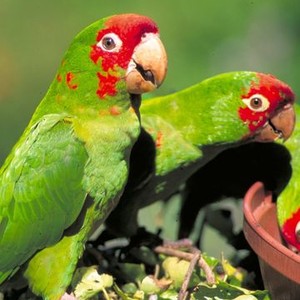 The Wild Parrots of Telegraph Hill (2004) photo 4