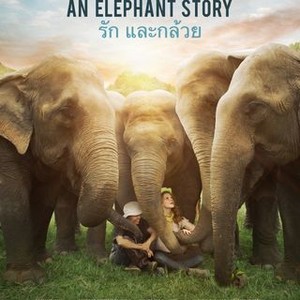 Love & Bananas: An Elephant Story (2018) photo 4
