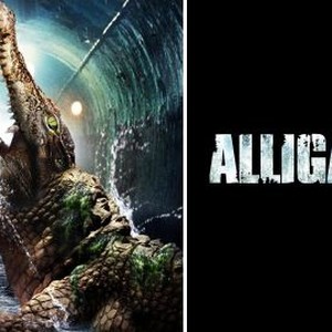 Alligator photo 9