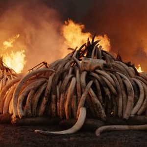 Anthropocene: The Human Epoch photo 8
