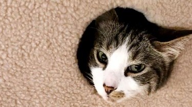 My cat from hell all cheap episodes
