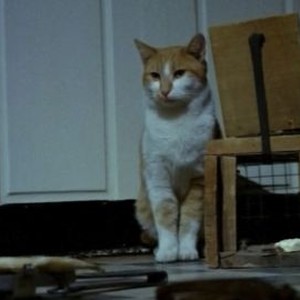 The Uncanny (1977) photo 8