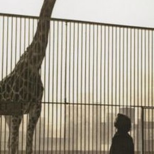 The Woman Who Loves Giraffes photo 19