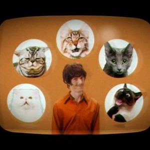 Mad Cats - Rotten Tomatoes