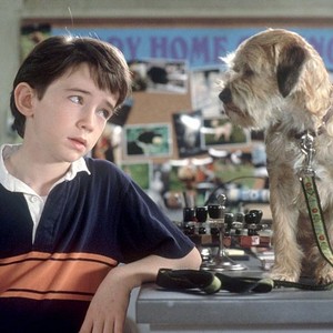 Who's A Good Boy?. Movie Dogs, Quantified