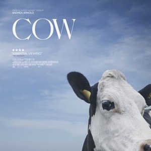 Cow photo 1