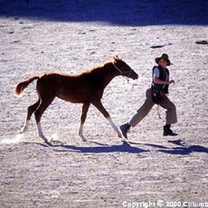 After he is shipped to an African mining town and torn from his mother's side, vulnerable foal Lucky (voiced by Lukas Haas) is adopted by orphaned stable boy Richard (Chase Moore). photo 15
