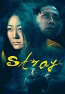 Stray poster image