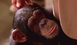 Crocodile Dundee in Los Angeles: Official Clip - Kiki the Chimpanzee