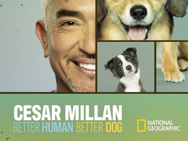 Cesar millan golden retriever top