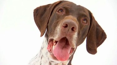 German shorthaired pointer cheap 101