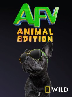 America's funniest dog videos new arrivals