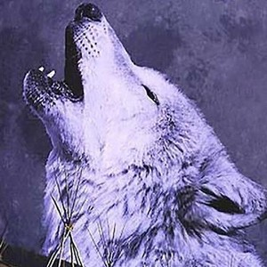 Wolves photo 8